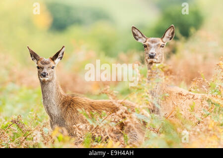 Il cervo (Cervus elaphus) hind e vitello durante la routine annuale Foto Stock