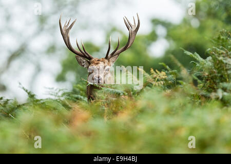 Il cervo (Cervus elaphus) durante la routine annuale Foto Stock