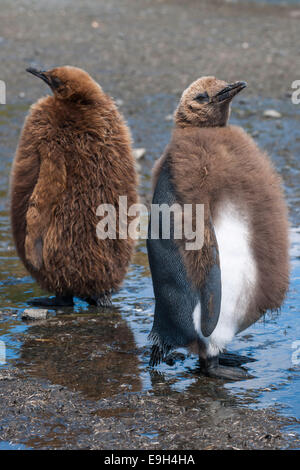 Giovane re pinguini (Aptenodytes patagonicus) moulting, Salisbury Plain, Georgia del Sud e Isole Sandwich del Sud Foto Stock