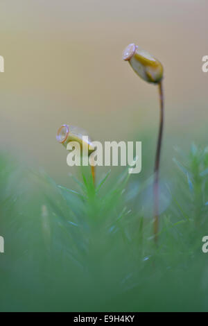 Banca Haircap Moss (Polytrichum formosum), Moss sporangia, Bassa Sassonia, Germania Foto Stock