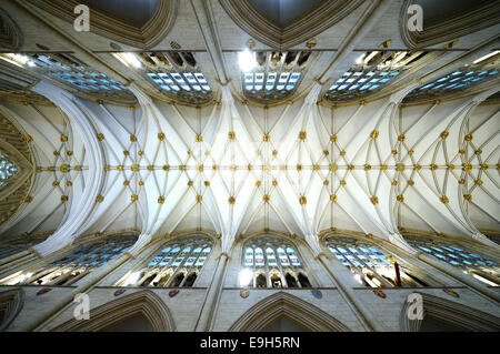 Vaulting netto nella navata, York Minster e York, North Yorkshire, Inghilterra, Regno Unito Foto Stock