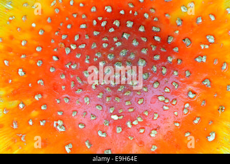 Fly Agaric (amanita muscaria), cap, close-up, Brandeburgo, Germania Foto Stock