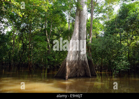 Giungla gigante nelle foreste allagate di Várzea, Mamiraua Sustainable Development Reserve, Amazonas state, Brasile Foto Stock