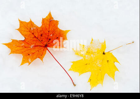 Foglie di autunno, Norvegia foglie di Acero (Acer platanoides) nella neve, Stato di Salisburgo, Austria Foto Stock