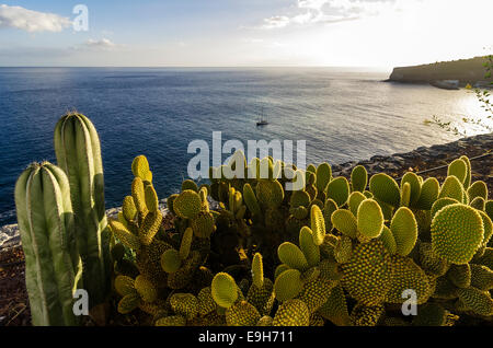 Bay con cacti davanti, a Laguna de Santiago, La Gomera, isole Canarie, Spagna Foto Stock