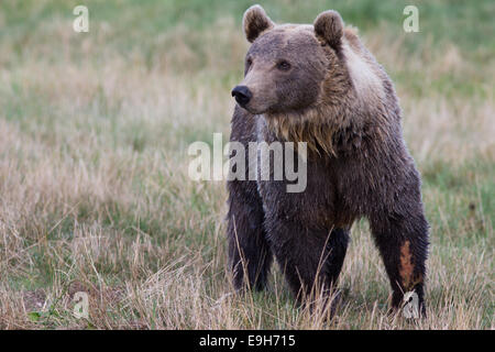 L'orso bruno (Ursus arctos) in Skandinavisk Dyrepark o scandinava Wildlife Park, nello Jutland, Danimarca Foto Stock