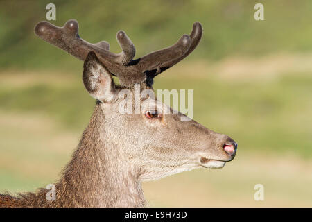 Close-up di profilo di un selvaggio Il cervo (Cervus elaphus) feste di addio al celibato in velluto Foto Stock