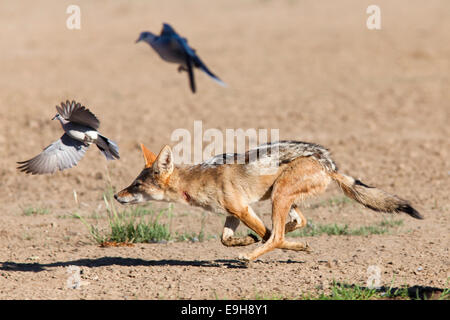 Blackbacked jackal, Canis mesomelas, a Caccia di colombe, Kgalagadi Parco transfrontaliero, Sud Africa Foto Stock