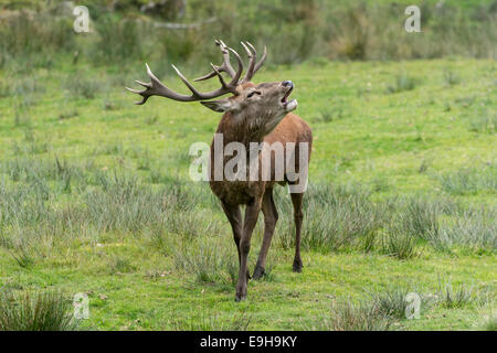 Il cervo (Cervus elaphus), il Parco Nazionale della Foresta Bavarese Game Reserve, Neuschönau, Bassa Baviera, Baviera, Germania Foto Stock