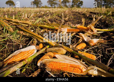 I rifiuti agricoli: granturco orecchie sinistra in un campo dopo il raccolto Foto Stock