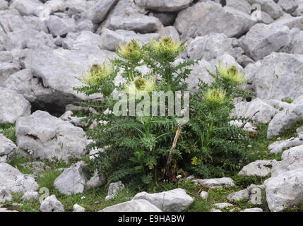 Spiniest Thistle (Cirsium spinosissimum), Tirolo, Austria Foto Stock