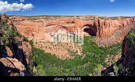 La boscosa Betatakin Canyon con il Anasazi cliff dwellings, da Betatakin si affacciano, Navajo National Monument, Arizona Foto Stock