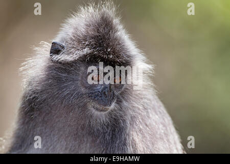 Lutung argenteo (Trachypithecus cristatus) noto anche come argentea Langur o foglia argentata Monkey close-up Foto Stock
