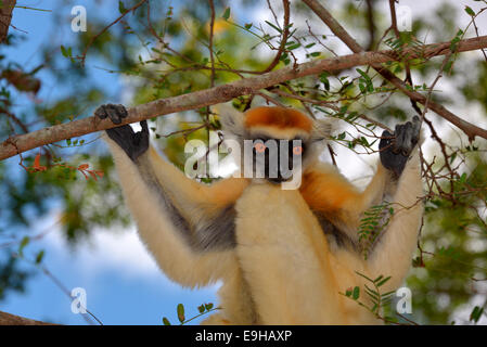 Golden-crowned sifaka(Propithecus tattersalli), Daraina Riserva Naturale, Madagascar Foto Stock