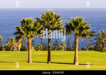 Tre alberi di palma su un campo da golf, Laguna de Santiago, La Gomera, isole Canarie, Spagna Foto Stock