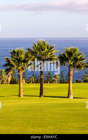 Tre alberi di palma su un campo da golf, Laguna de Santiago, La Gomera, isole Canarie, Spagna Foto Stock