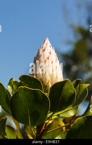 Re Protea (Protea cynaroides), Bud, La Gomera, isole Canarie, Spagna Foto Stock