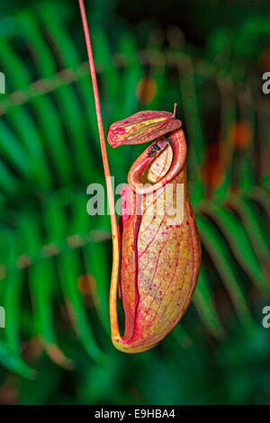 Nepenthes anamensis pianta brocca (Nepenthes anamensis), Chiang Mai Provincia, Thailandia Foto Stock