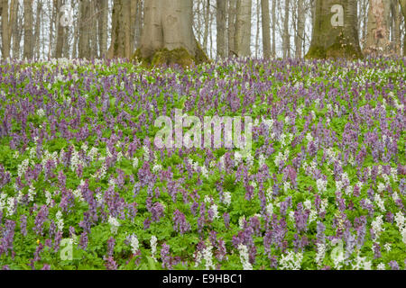 Larkspur cava (Corydalis cava), fioritura, Parco Nazionale Hainich, Turingia, Germania Foto Stock