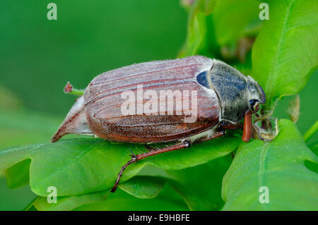 Cockchafer o MAGGIO-bug Foto Stock