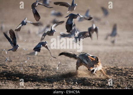 Blackbacked jackal, Canis mesomelas, a Caccia di colombe, Kgalagadi Parco transfrontaliero, Sud Africa Foto Stock