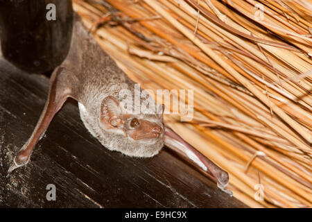 Tomba di Maurizio bat, Taphozous mauritianus, sono ' appollaiati sulla parete verticale, Phinda Game Reserve, Kwazulu Natal, Sud Africa Foto Stock