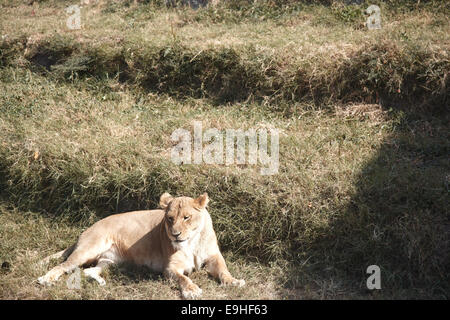 Lion nella fauna selvatica Foto Stock