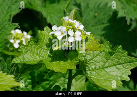 Aglio Senape - Alliaria petiolata Bianco fiore di siepe Foto Stock