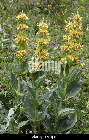 Grande genziana Foto Stock