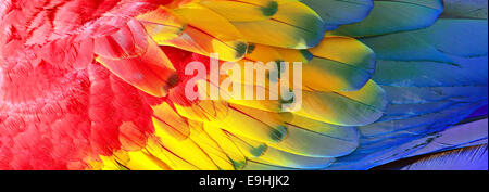 Piume di pappagallo, rosso, giallo e blu texture esotiche, sfondo Foto Stock