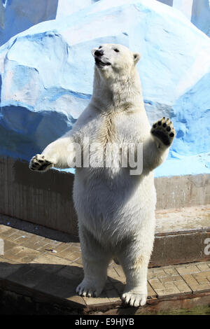 Orso polare in piedi sulle zampe posteriori. Foto Stock