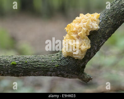 Il giallo del cervello (Tremella mesenterica), Germania Foto Stock