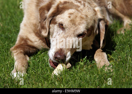 Big Dog masticare su un osso in erba Foto Stock