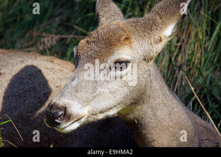 Primo piano della femmina di mulo cervo Odocoileus hemionus appoggiata in erba lunga Foto Stock