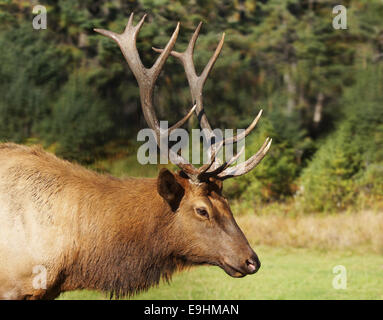 Bull o maschio di elk, Cervus canadensis, nel solco durante la caduta Foto Stock