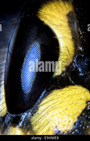 Micro foto: Dettaglio di una faccia di vespa Foto Stock