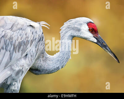 Sandhill gru Grus canadensis, profilo su giallo erba verde sullo sfondo Foto Stock