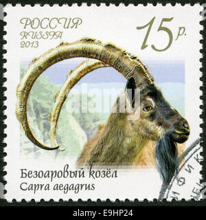 RUSSIA - 2013: mostra wild (Capra aegagrus), serie Fauna della Russia, capre selvatiche e rams Foto Stock