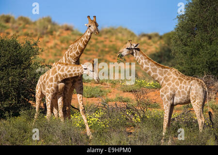 La giraffa, Giraffa camelopardalis, "necking", la creazione di una posizione dominante di gerarchia Kgalagadi Parco transfrontaliero, Sud Africa Foto Stock