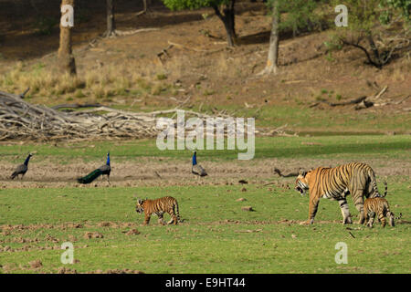 Wild Indian Tiger madre con i suoi giovani cubs in una dry lake bed in Ranthambhore con pavoni in background Foto Stock