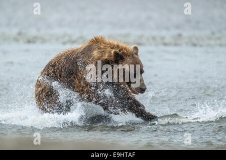 Alaskan orso bruno per la pesca del salmone argento in Alaska Foto Stock