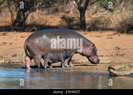 Ippopotamo (Hippopotamus amphibius) con vitello, Parco Nazionale Kruger, Mpumalanga, Sud Africa Foto Stock