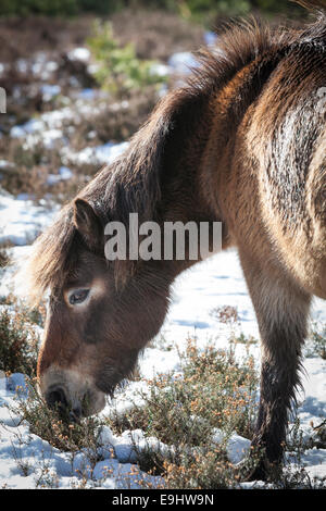 Un pony Exmoor alimenta tra la coperta di neve heather a Hindhead comune in inverno. Foto Stock