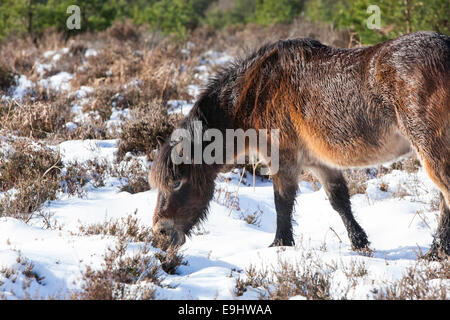 Un pony Exmoor alimenta tra la coperta di neve heather a Hindhead comune in inverno. Foto Stock