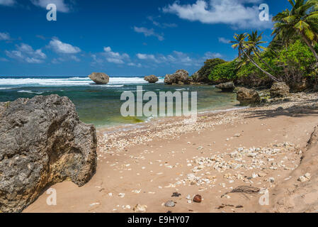 Spiaggia a Bathsheba sulla East Atlantic Coast sull isola di Barbados. Foto Stock