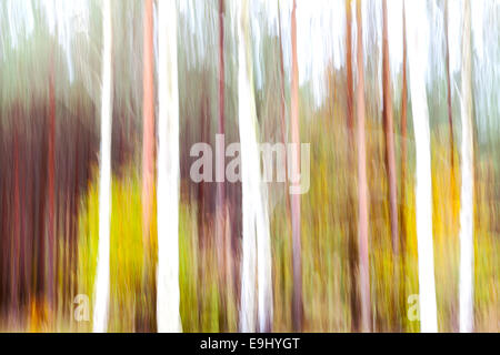 Abstract motion sfocato gli alberi in una foresta. Foto Stock