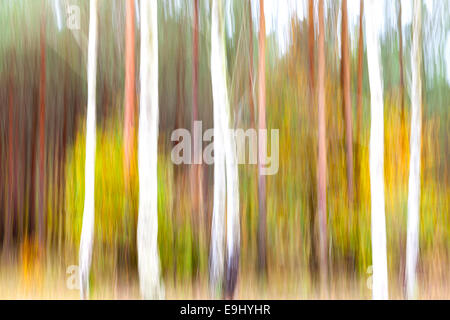 Abstract motion sfocato gli alberi in una foresta. Foto Stock