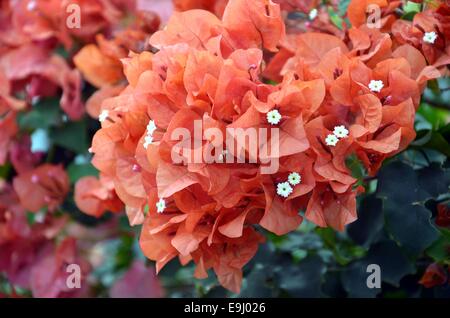 Il Bougainvillea presso il National Memorial Cemetery del Pacifico (Conca cimitero) Foto Stock