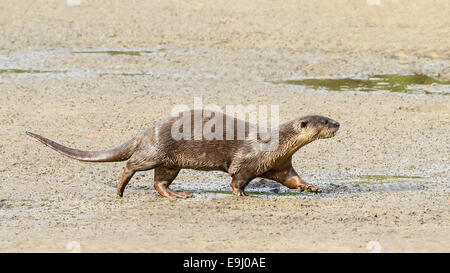 Liscio rivestito di lontra (Lutrogale perspicillata) in habitat di mangrovie, Singapore Foto Stock