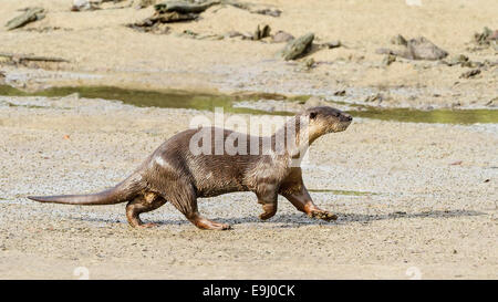 Liscio rivestito di lontra (Lutrogale perspicillata) in habitat di mangrovie, Singapore Foto Stock